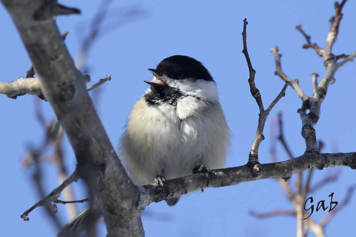 mesange-atetenoire1-WOm