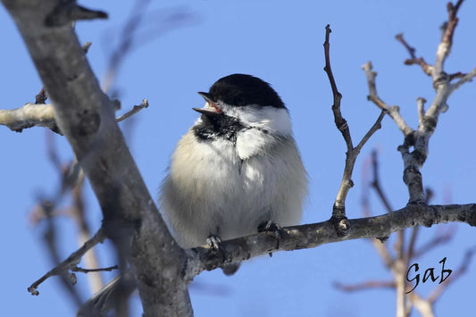 mesange-atetenoire1-WOm