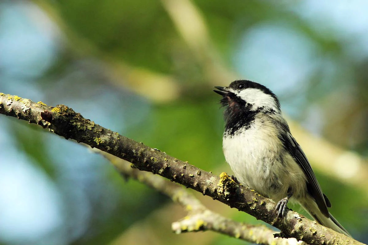 mesange-atetenoire4ret-cEj