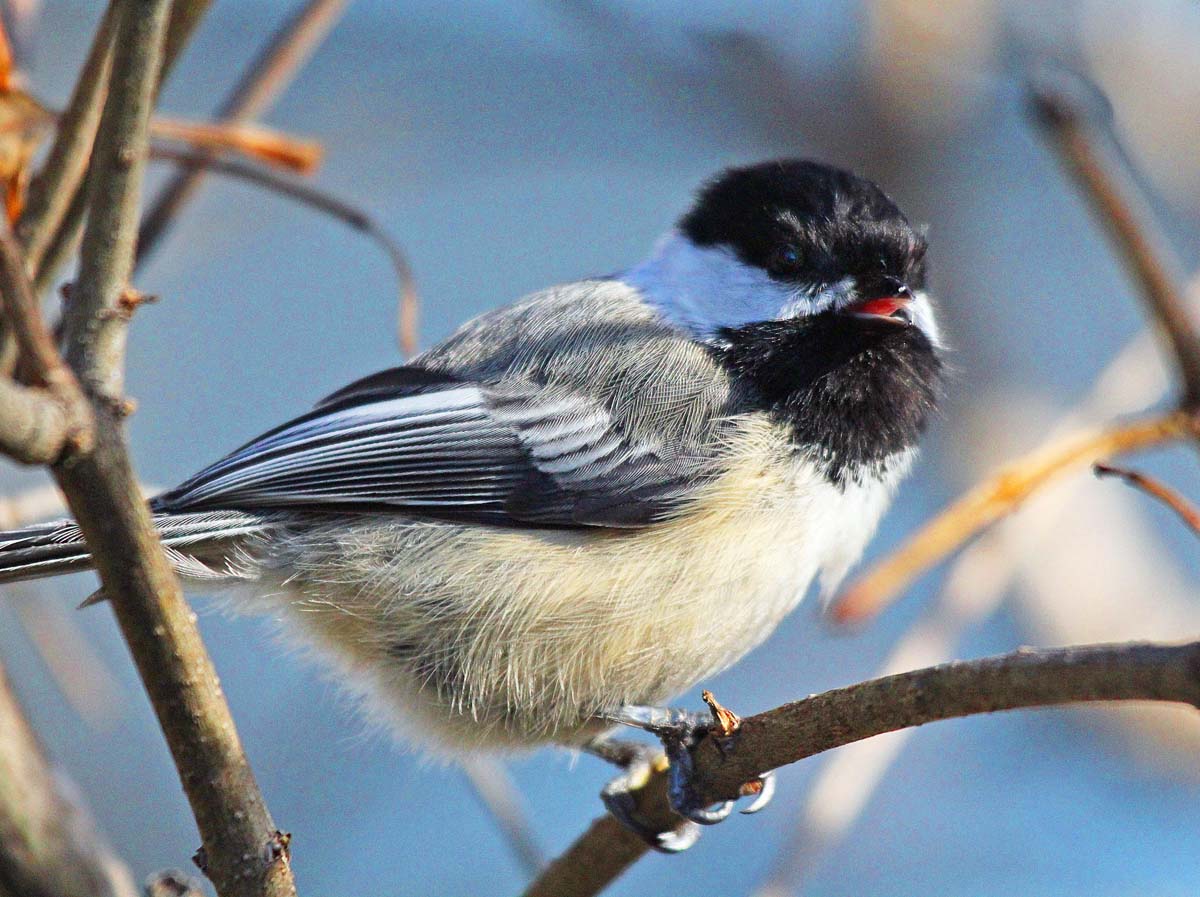 mesange-atetenoire5ret-Jmk