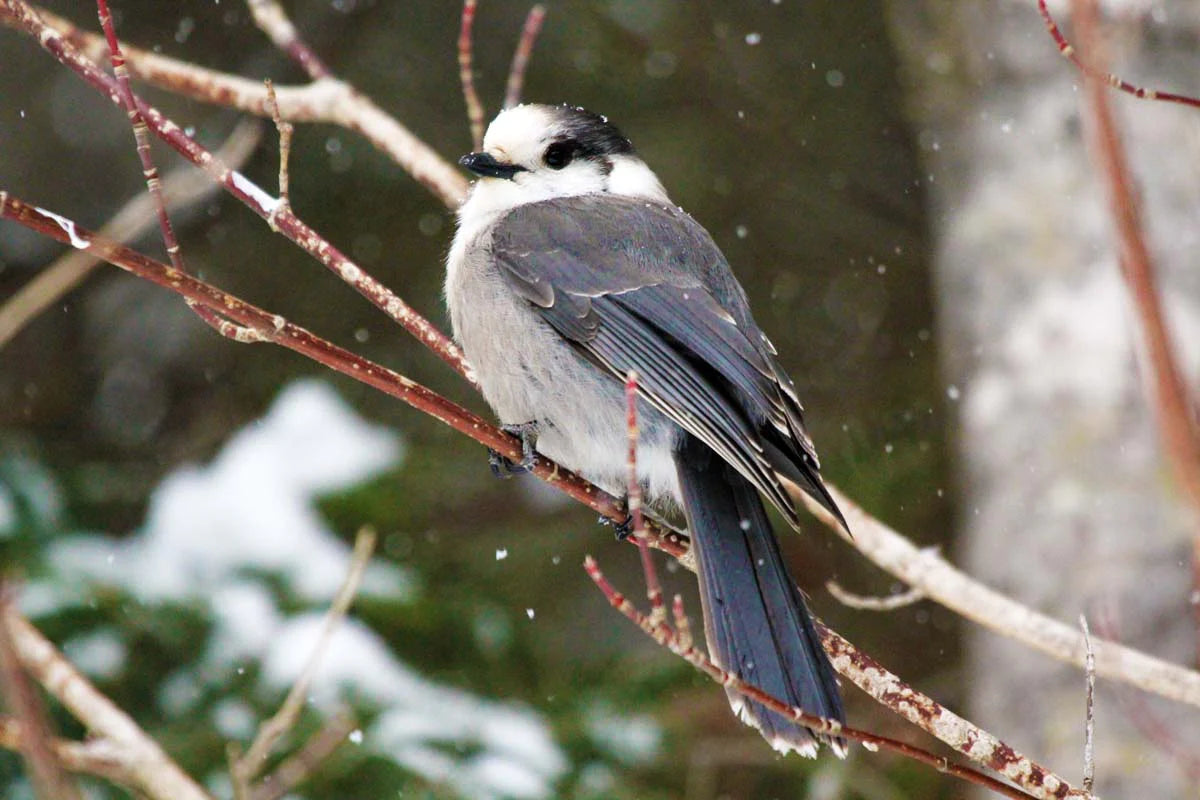 mesangeai-ducanada1ret-her