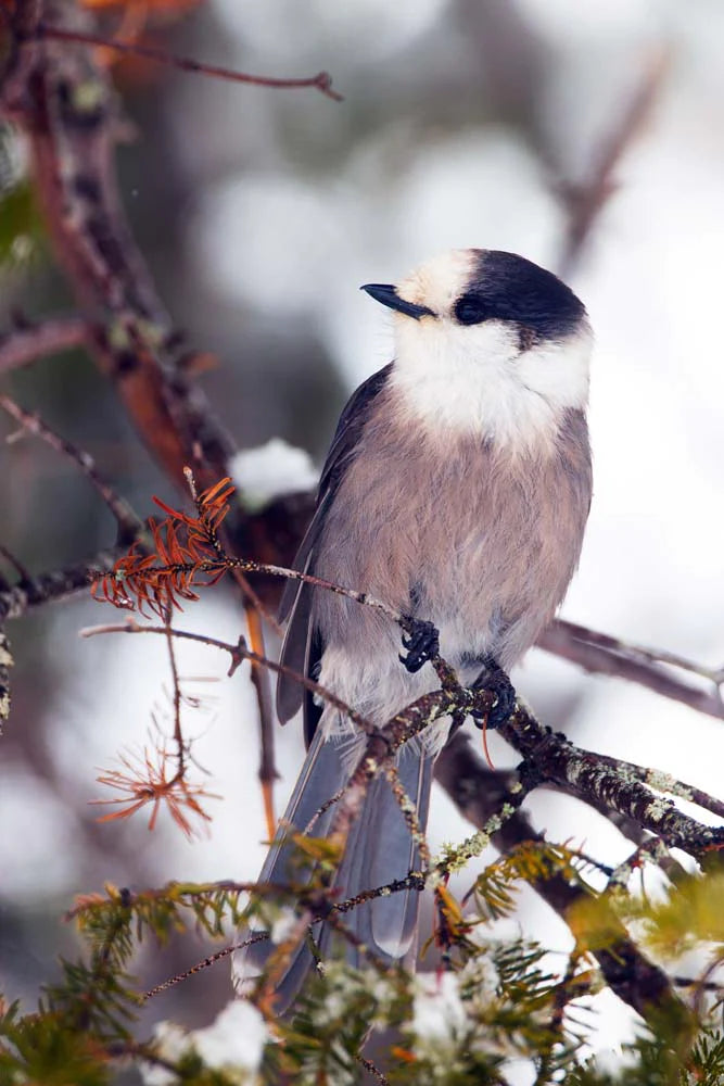 mesangeai-ducanada2ret-TVd