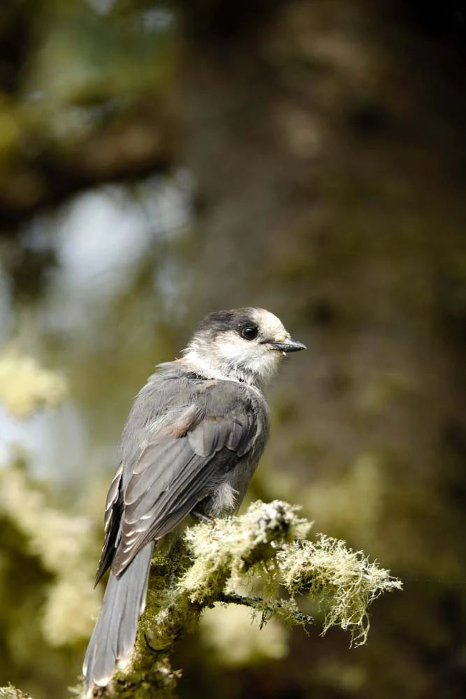 Impression photo Mésangeai du Canada