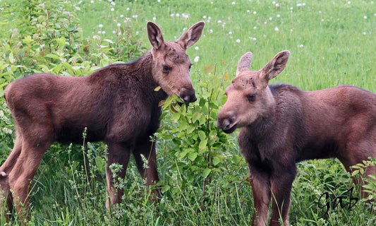 orignaux-jeunesreserveduchenierret-VYr
