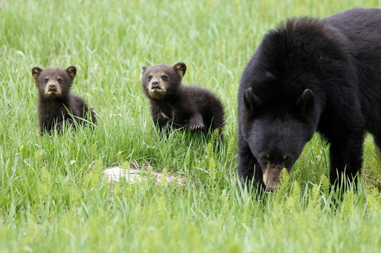 ours-noiret2oursonsret-UBS