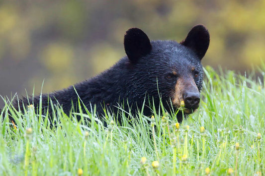 ours-noirethautesherbesret2-fYB