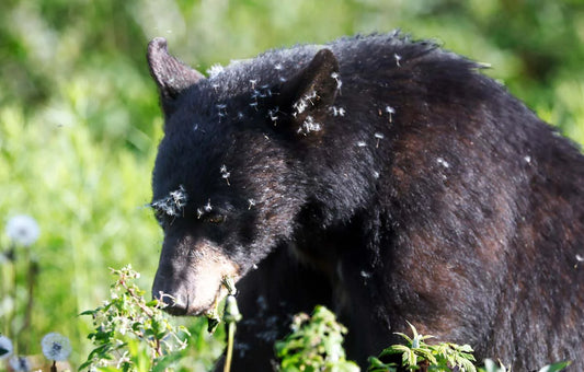 ours-noirforillonetpissenlitret-YcF