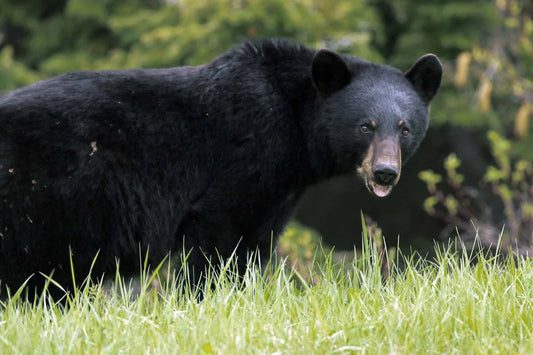 ours-noirralantret-YOI