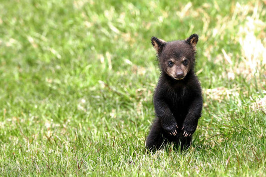 Impression photo Ourson