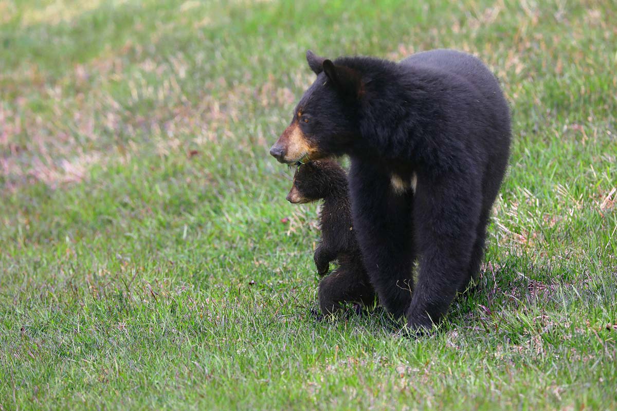 Impression photo Ours et oursons 2
