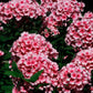 Calepin Phlox roses  CP-010