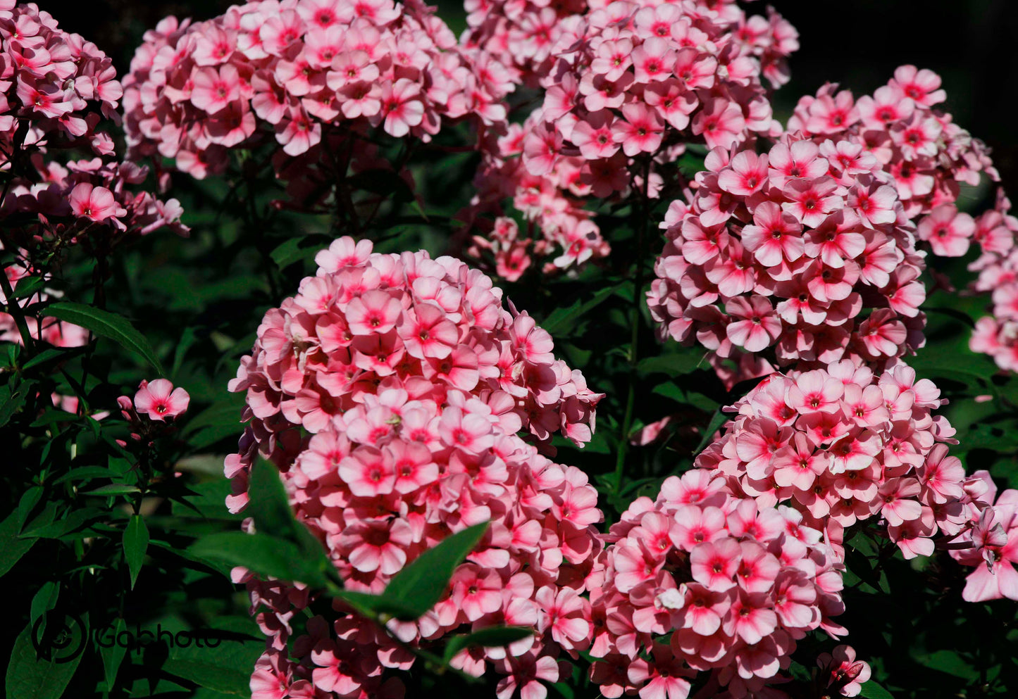 Calepin Phlox roses CP-010