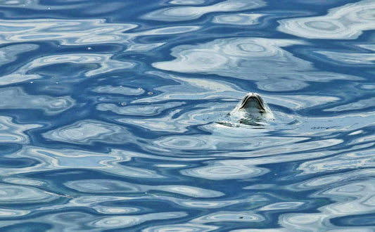 phoque-dormantdansleauret-Txx