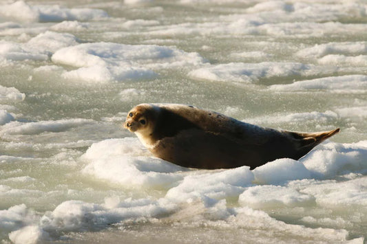 phoque-groenland2019ret-ySq