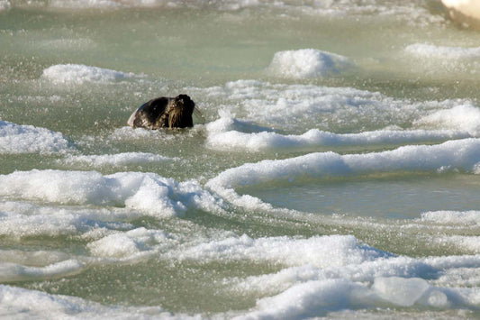 phoque-groenland2019ret2-tYI