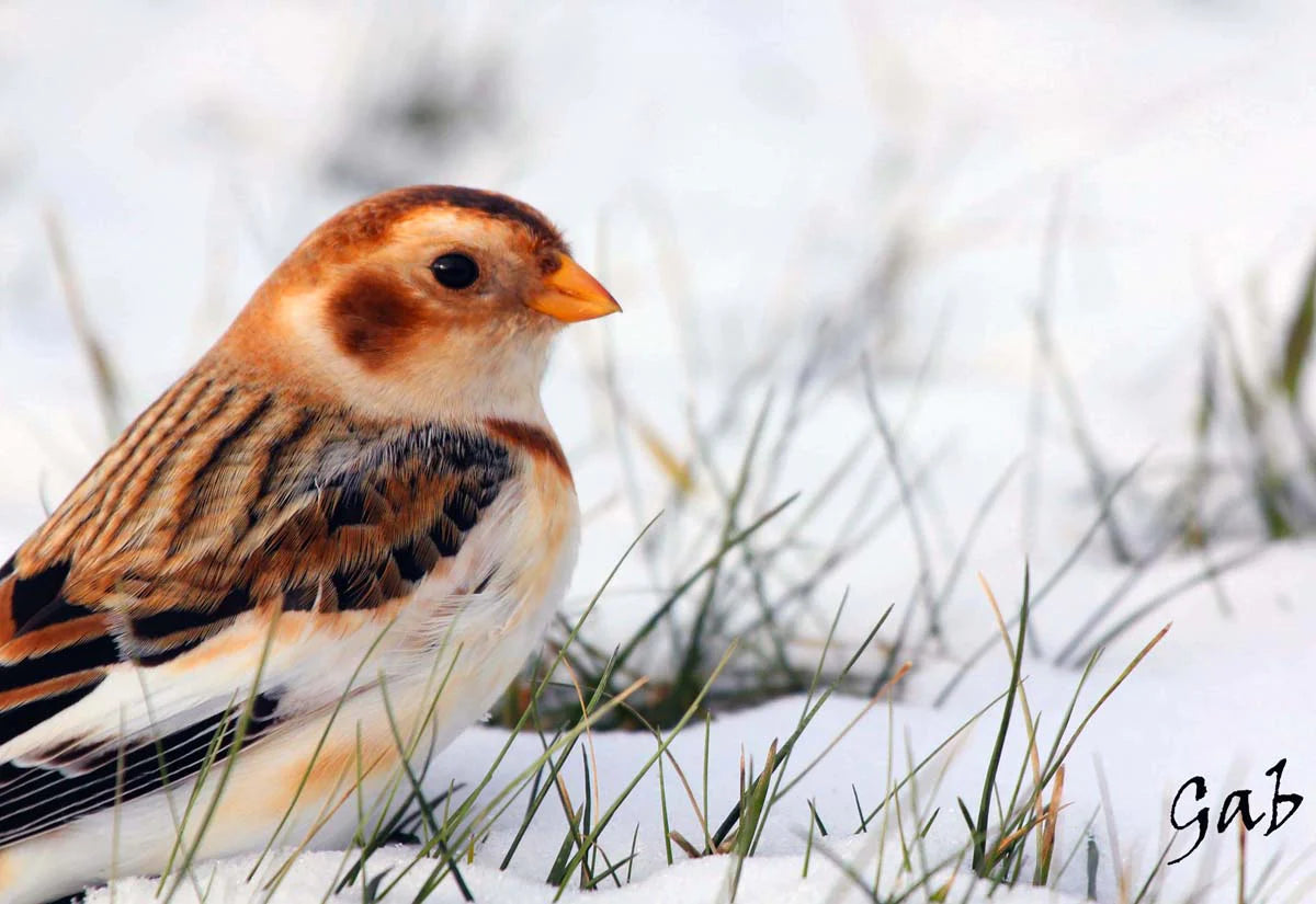 plectrophane-desneiges2ret-pWi