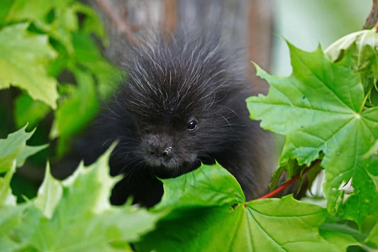 por-epicdanslesfeuillesret-hZF