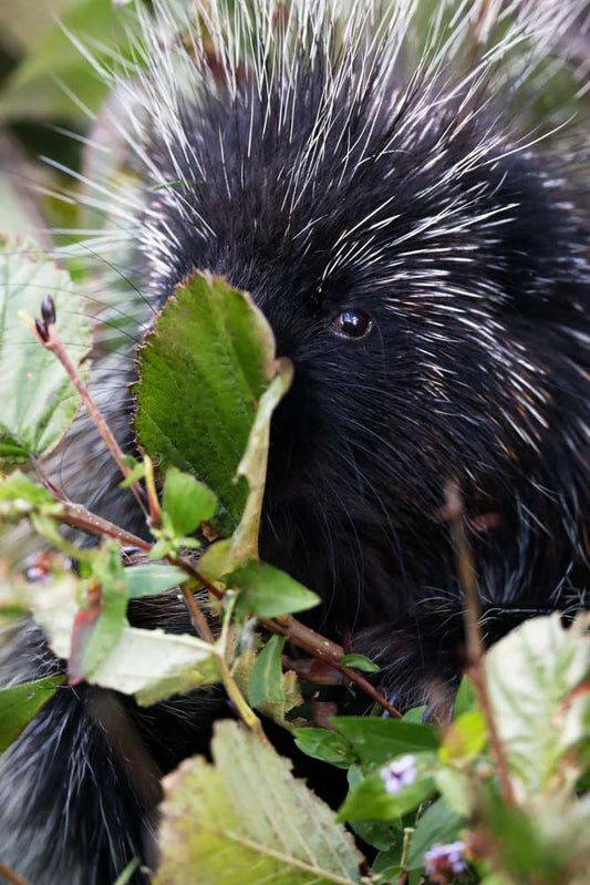 Photo print American porcupine