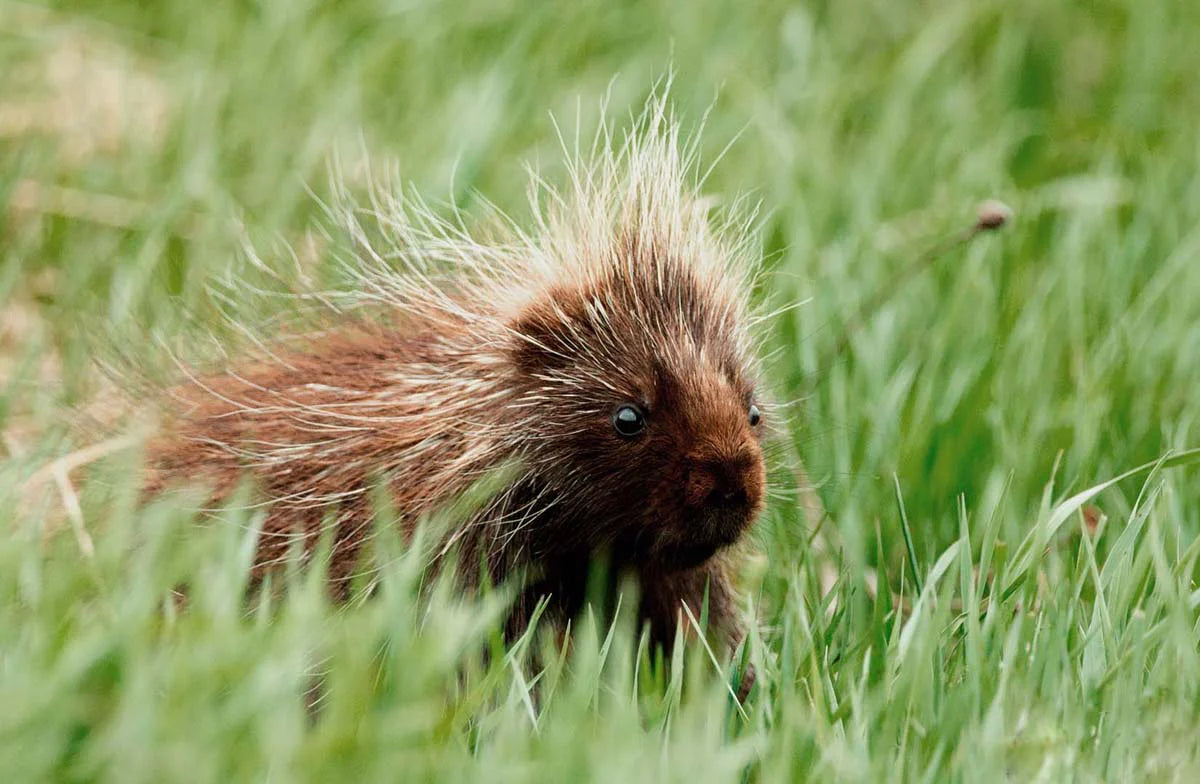 porc-epicdanslesherbesretrec-gPn