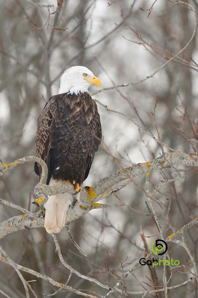 Impression photo Pygargue à tête blanche