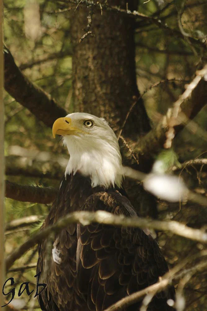 pygargue-temiscouata-vcL