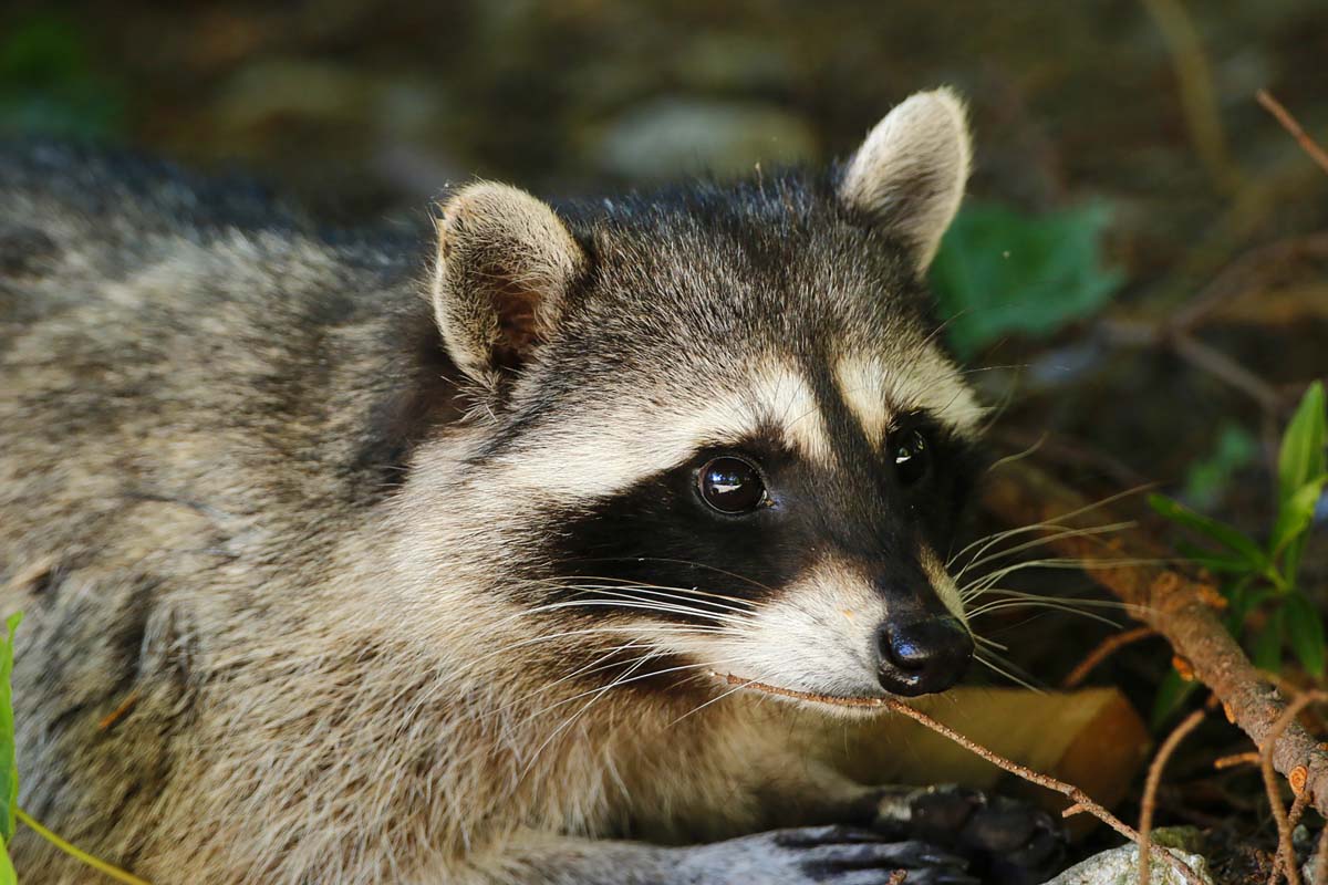 raton-laveur-encensemblede31-vcT