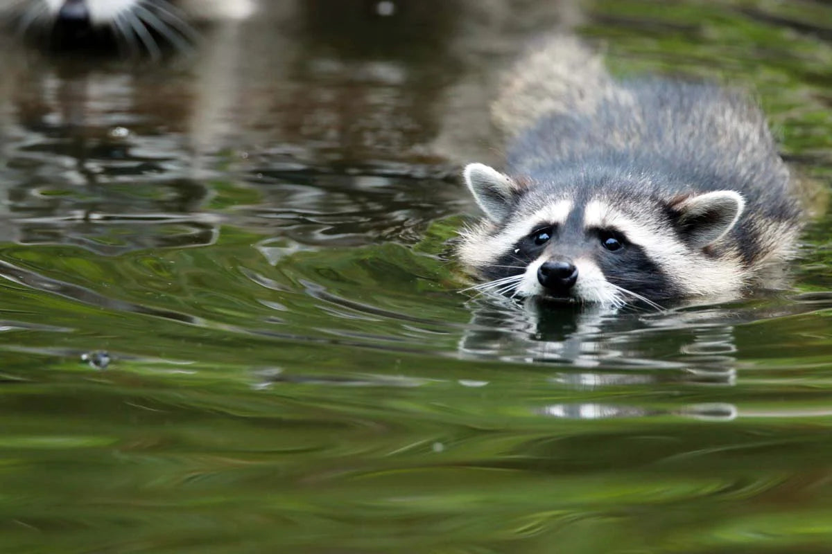 Impression photo Raton laveur