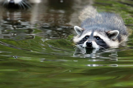 Impression photo Raton laveur