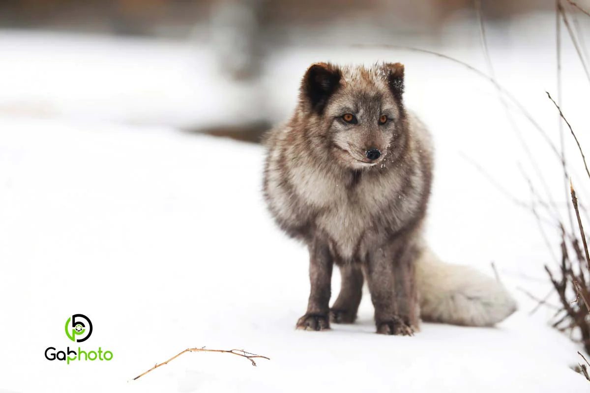 renard-arctique2020hiverret-PLv