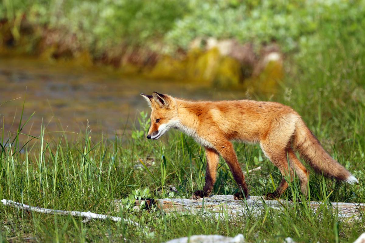 renard-scrutantlherberet-Ije