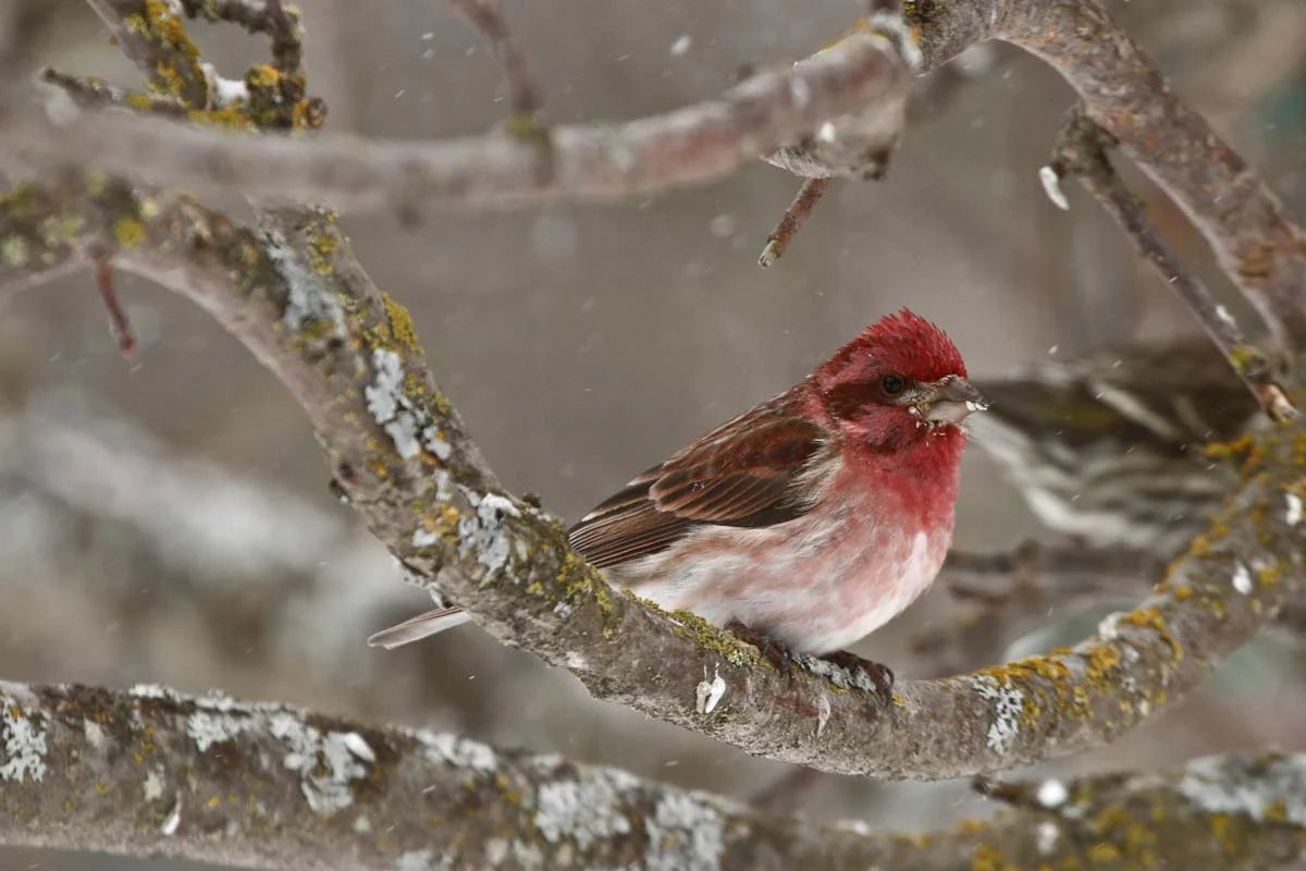 Photo print Male Purple Finch
