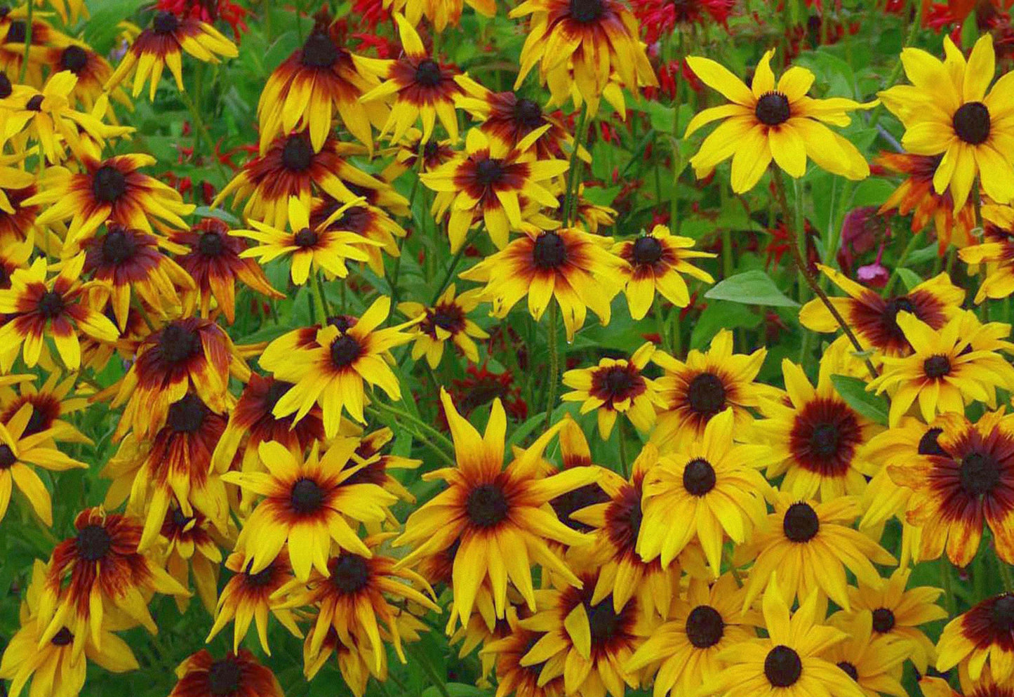 Calepin Rudbeckias jaunes et rouges CP-015