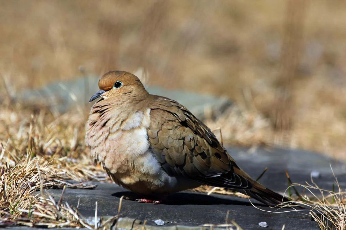 tourterelle-triste2ret-QsX