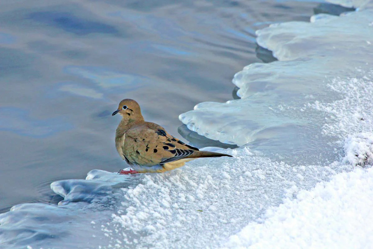 tourterelle-triste3ret-Pst