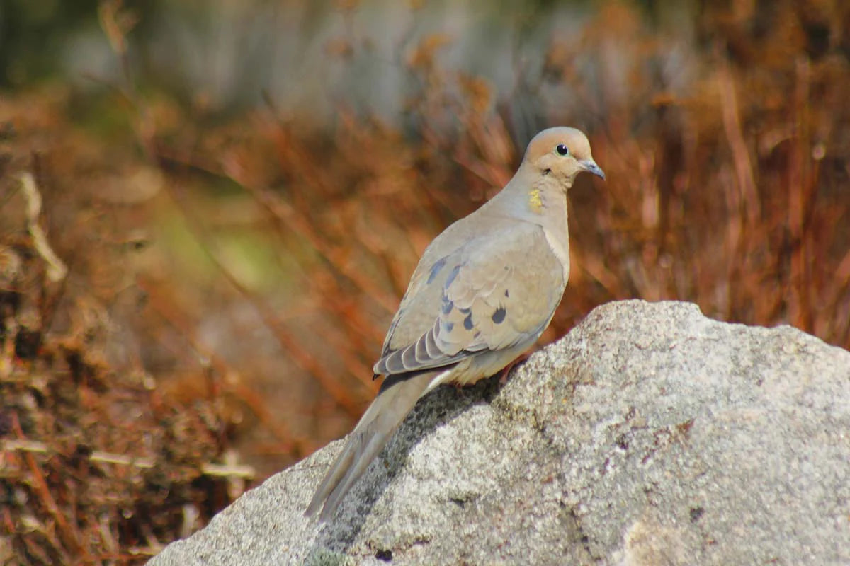 Photo print Mourning dove