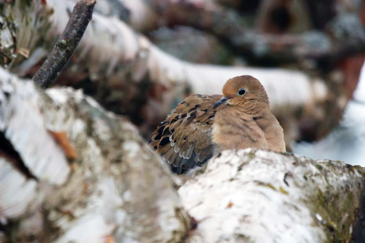 tourterelle-triste5ret-Ans