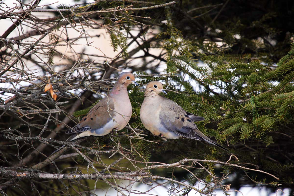 tourterelle-triste6ret-Tvy