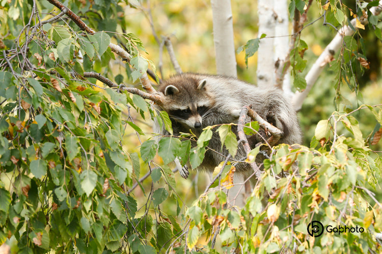 Raccoon Collection