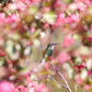 Tablecloths Rufous Hummingbird beak in the air NP-053