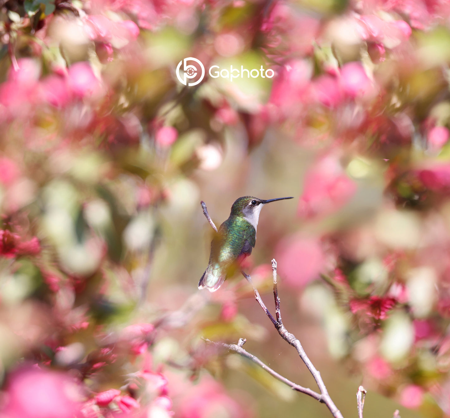 Tablecloths Rufous Hummingbird beak in the air NP-053