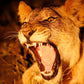 Couvertures Lionne safari nocturne CV-007