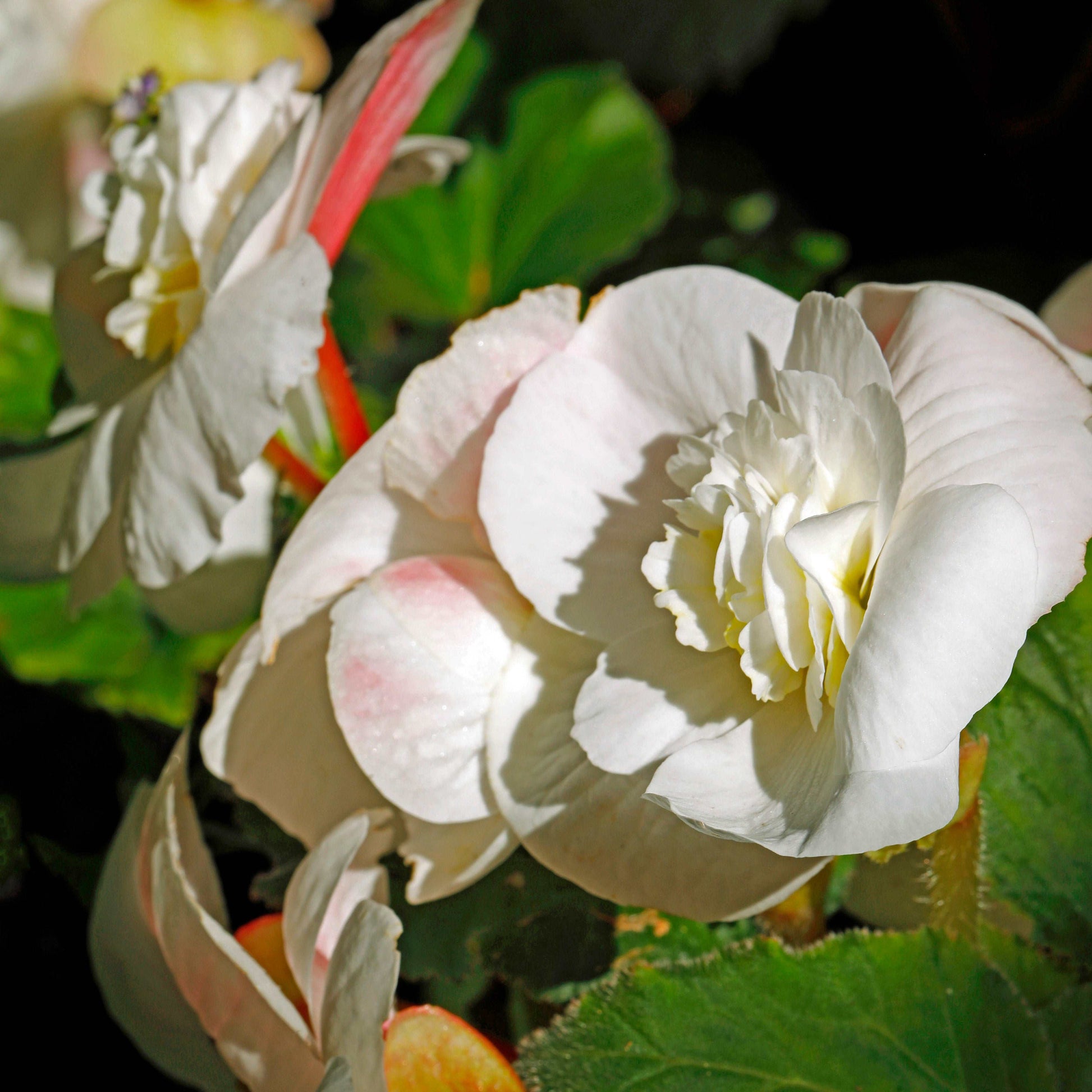 Couvertures Fleur blanche Bégonia CV-022