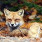 fox