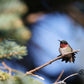 Impression photo Colibri à gorge rubis mâle