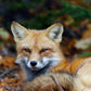 fox