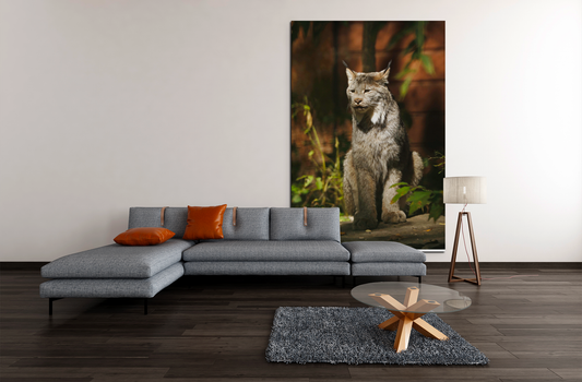 American Lynx 3 photo print