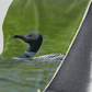 Mockuphuardcouverture2