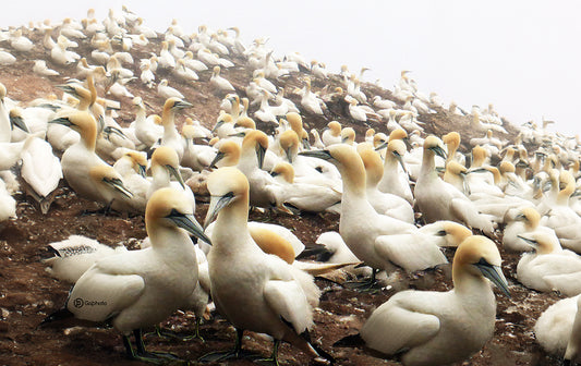 Gannet Colony Tablecloth 2 NP-067