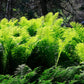 Nappes Fougères NP-073