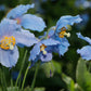 Blue Poppies Tablecloths 2 NP-042